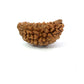 1 Mukhi South Indian Rudraksha