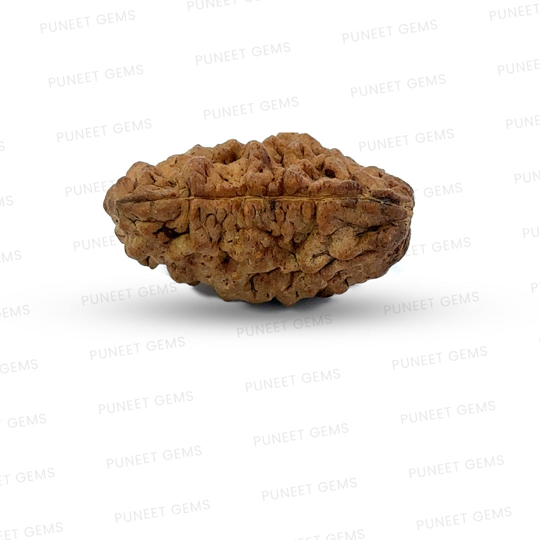 1 Mukhi South Indian Rudraksha