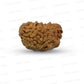1 Mukhi South Indian Rudraksha