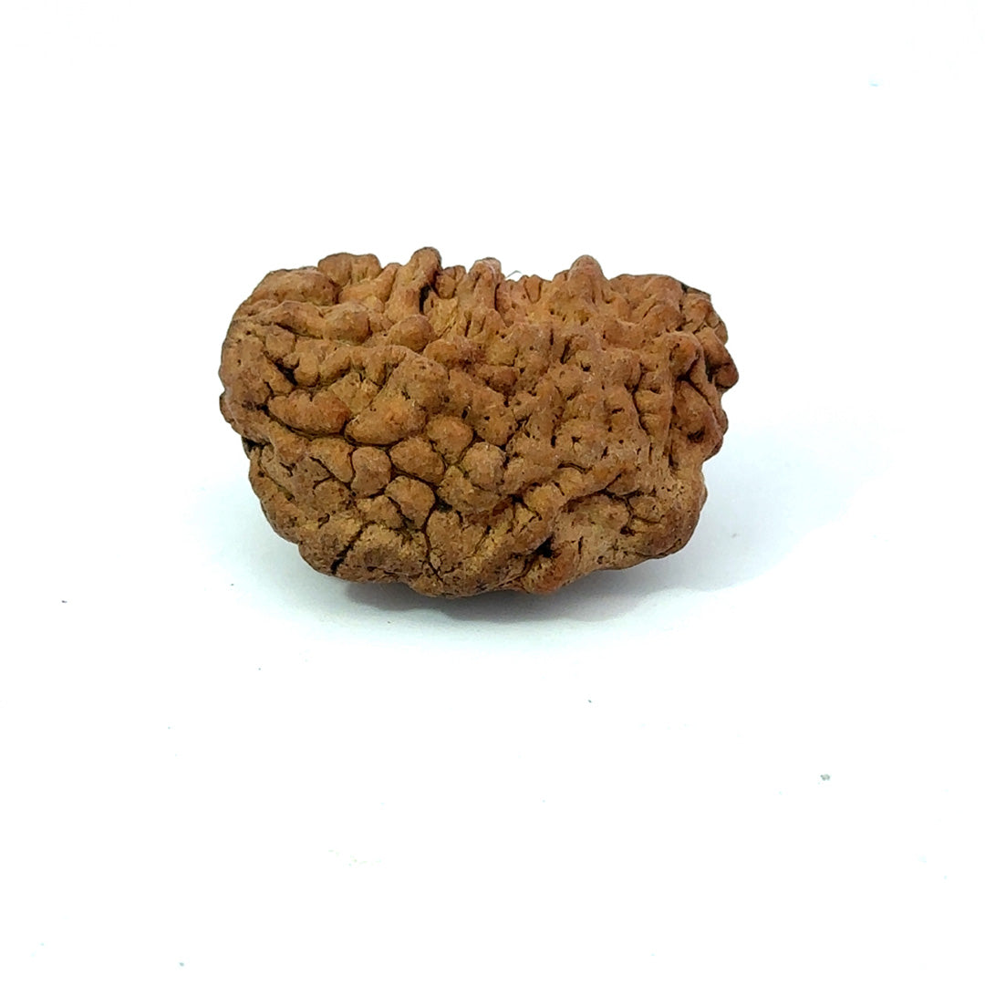 1 Mukhi South Indian Rudraksha