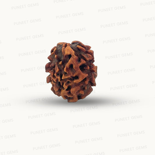 2 Mukhi Rudraksha (Gauri–Shankar Swaroop)