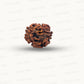 2 Mukhi Rudraksha (Gauri–Shankar Swaroop)