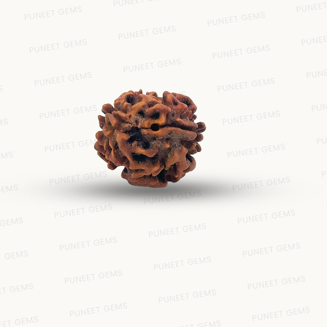 2 Mukhi Rudraksha (Gauri–Shankar Swaroop)