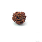 2 Mukhi Rudraksha (Gauri–Shankar Swaroop)