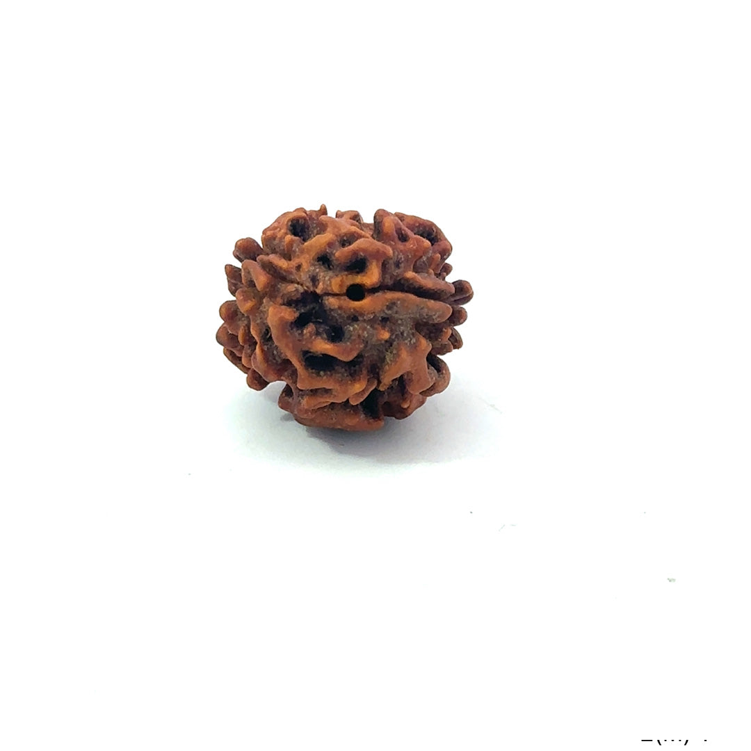 2 Mukhi Rudraksha (Gauri–Shankar Swaroop)
