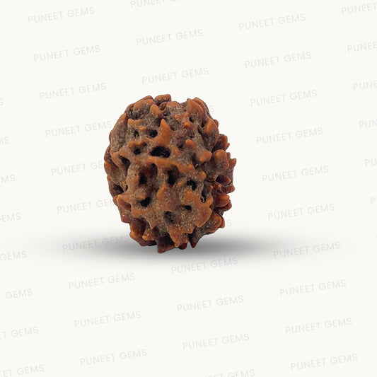 2 Mukhi Rudraksha (Gauri–Shankar Swaroop)
