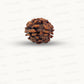 2 Mukhi Rudraksha (Gauri–Shankar Swaroop)