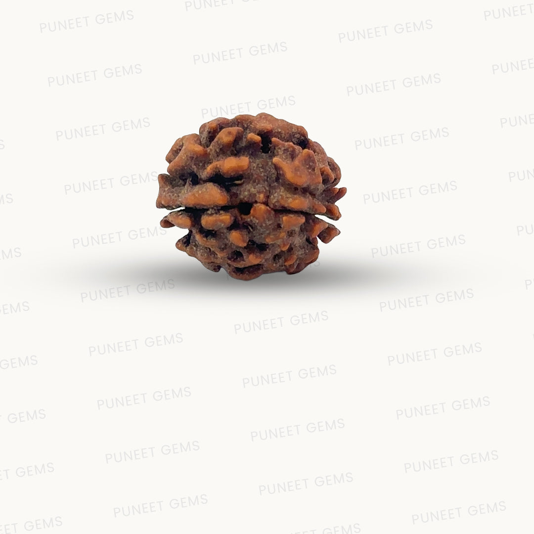 2 Mukhi Rudraksha (Gauri–Shankar Swaroop)
