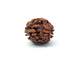2 Mukhi Rudraksha (Gauri–Shankar Swaroop)