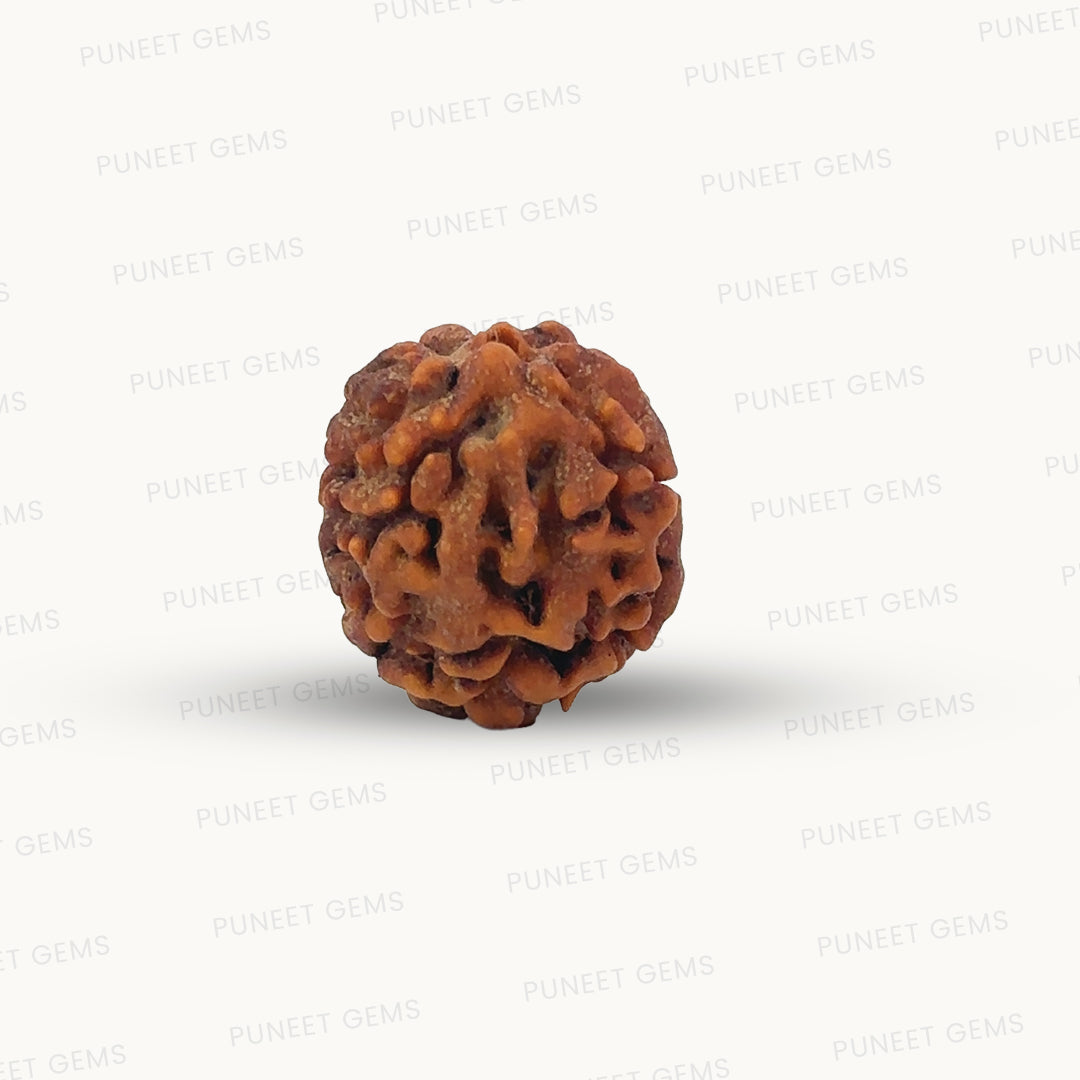 2 Mukhi Rudraksha (Gauri–Shankar Swaroop)