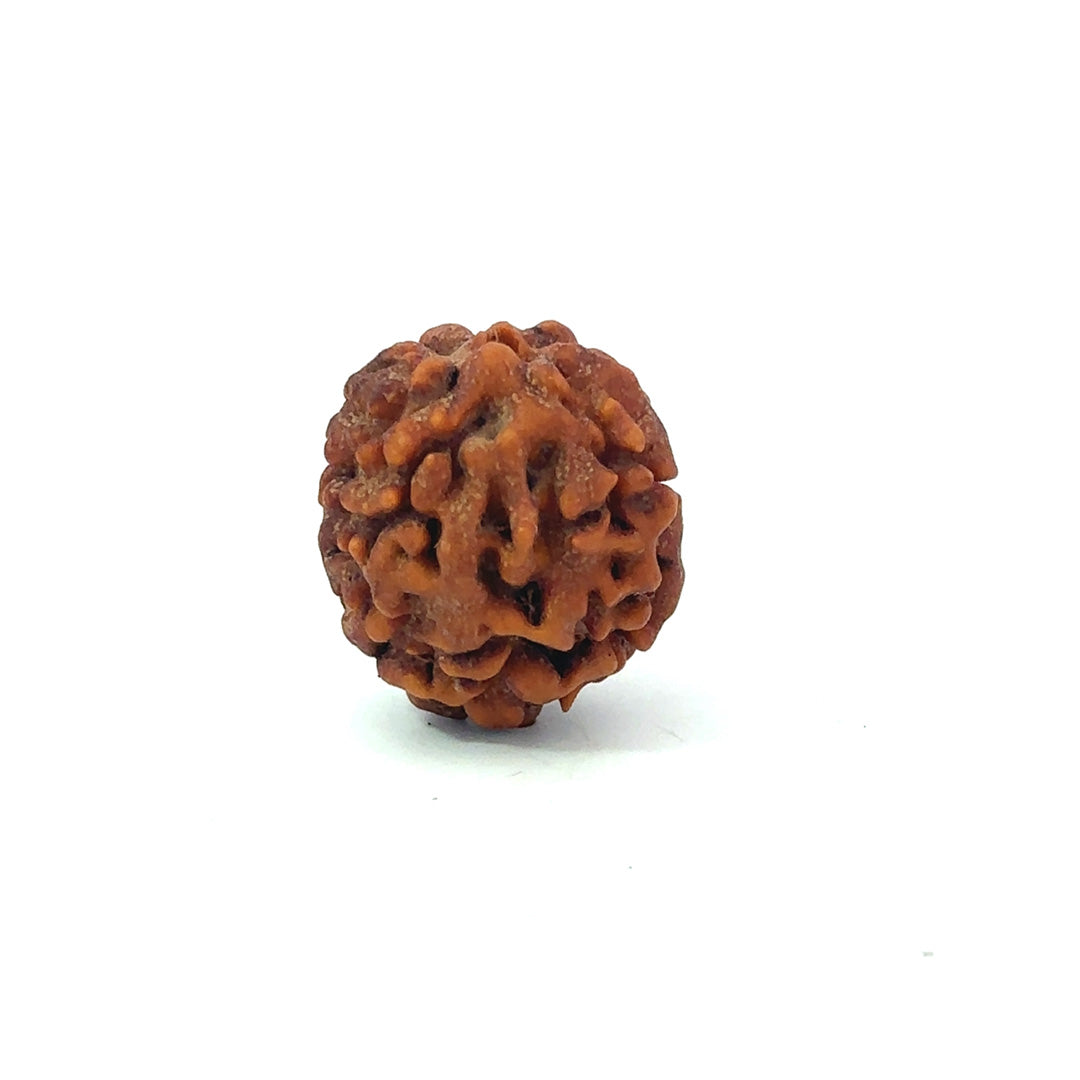 2 Mukhi Rudraksha (Gauri–Shankar Swaroop)