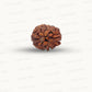 2 Mukhi Rudraksha (Gauri–Shankar Swaroop)