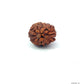 2 Mukhi Rudraksha (Gauri–Shankar Swaroop)
