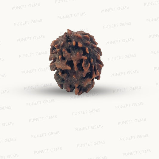 2 Mukhi Rudraksha (Gauri–Shankar Swaroop)