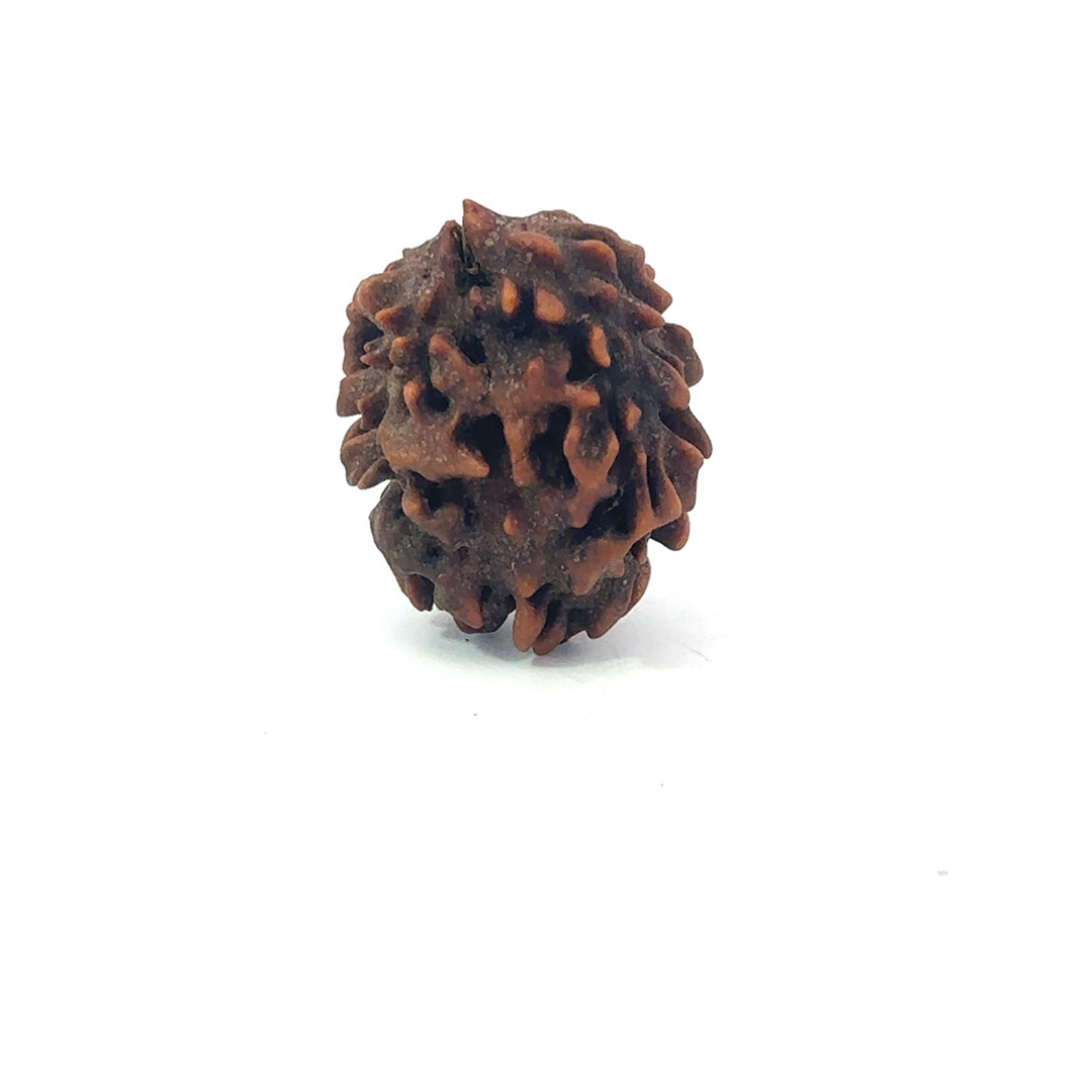 2 Mukhi Rudraksha (Gauri–Shankar Swaroop)
