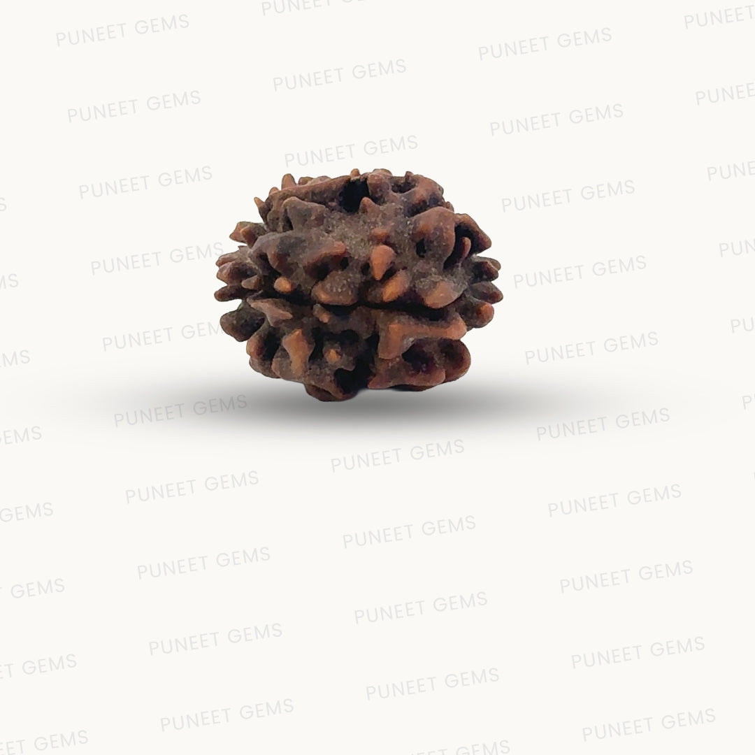 2 Mukhi Rudraksha (Gauri–Shankar Swaroop)