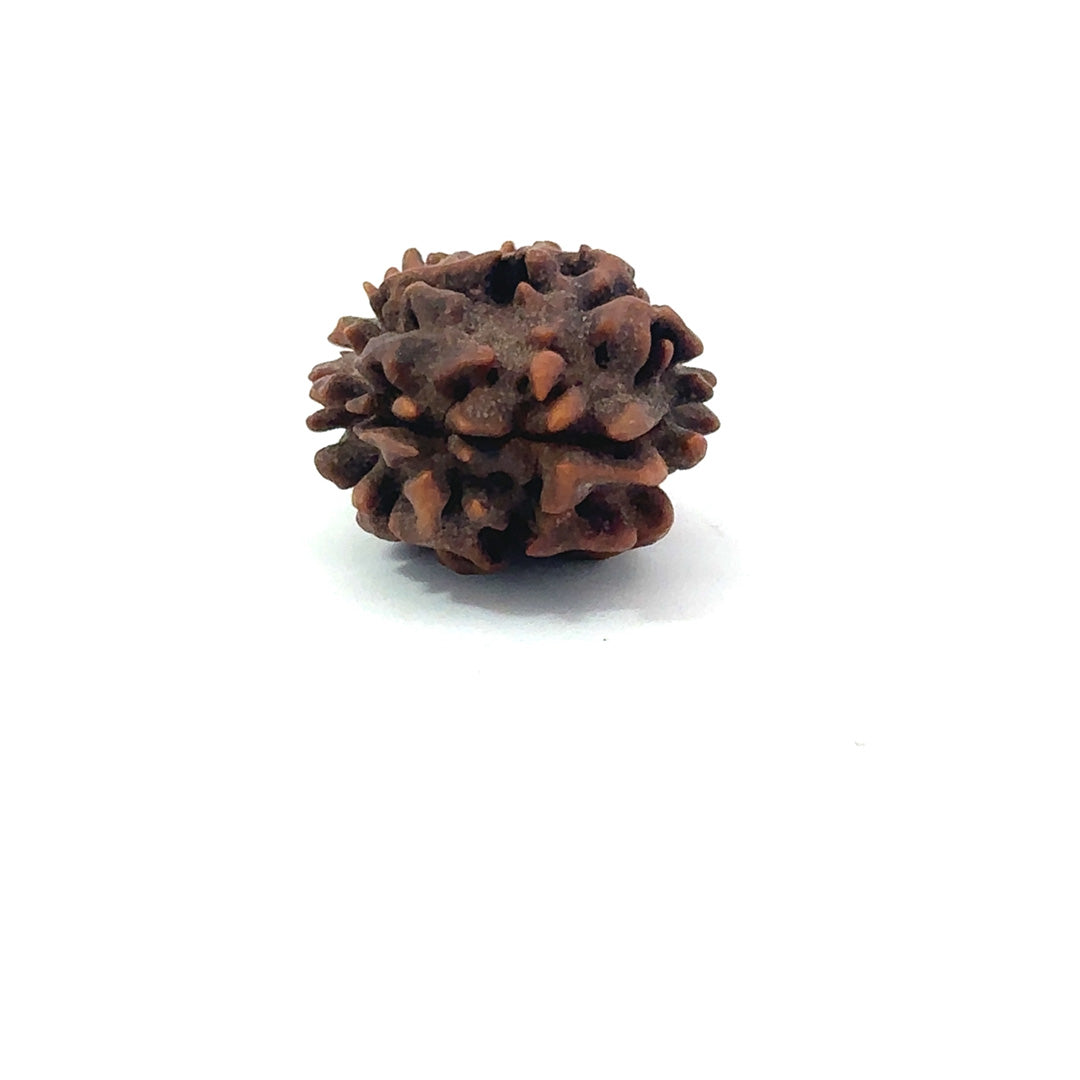 2 Mukhi Rudraksha (Gauri–Shankar Swaroop)