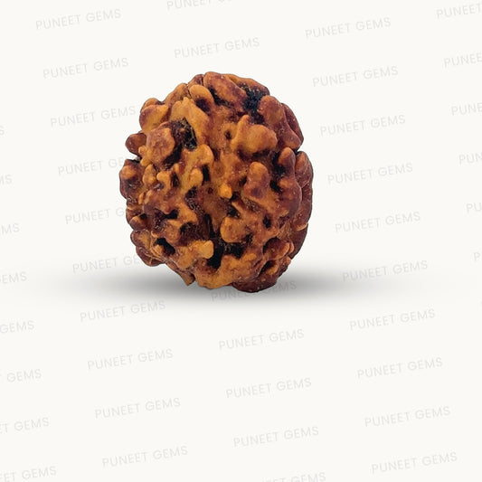 2 Mukhi Rudraksha (Gauri–Shankar Swaroop)