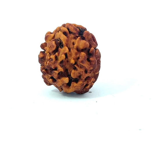 2 Mukhi Rudraksha (Gauri–Shankar Swaroop)