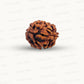 2 Mukhi Rudraksha (Gauri–Shankar Swaroop)