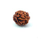 2 Mukhi Rudraksha (Gauri–Shankar Swaroop)