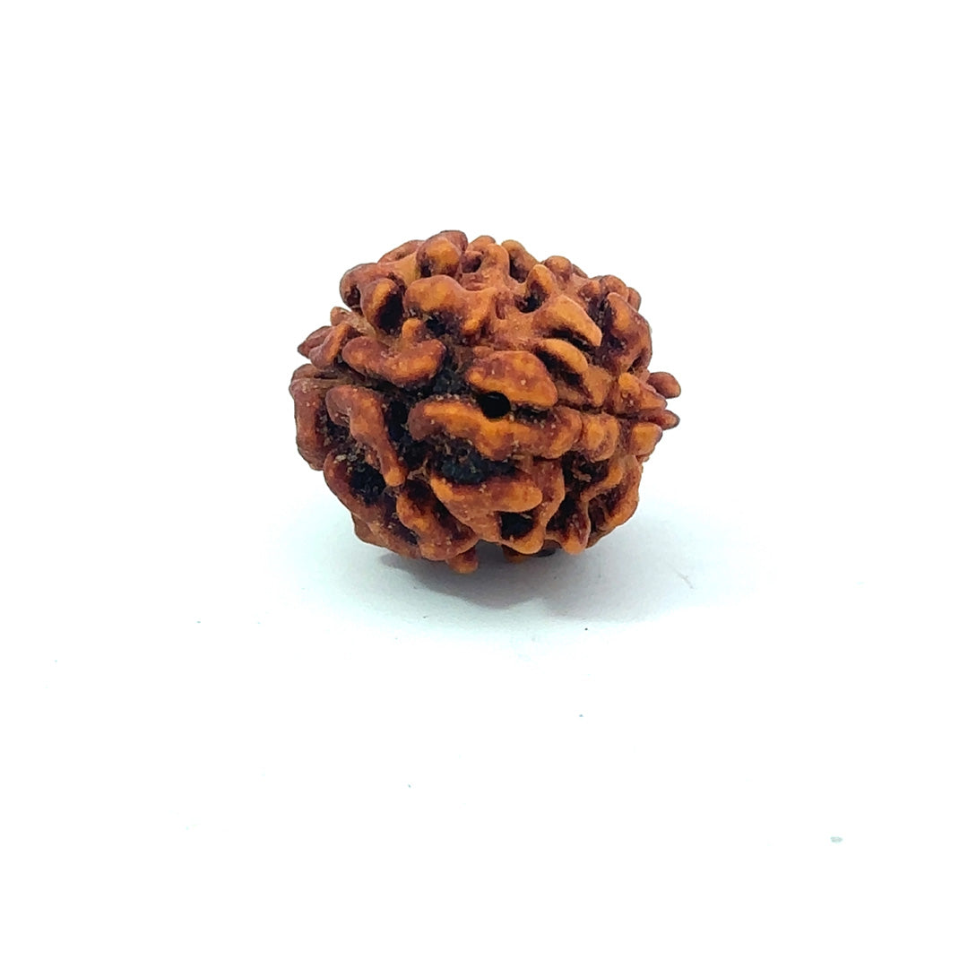 2 Mukhi Rudraksha (Gauri–Shankar Swaroop)