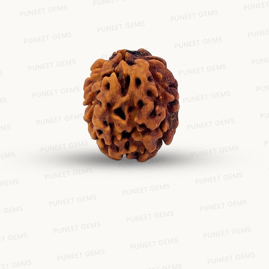 2 Mukhi Rudraksha (Gauri–Shankar Swaroop)