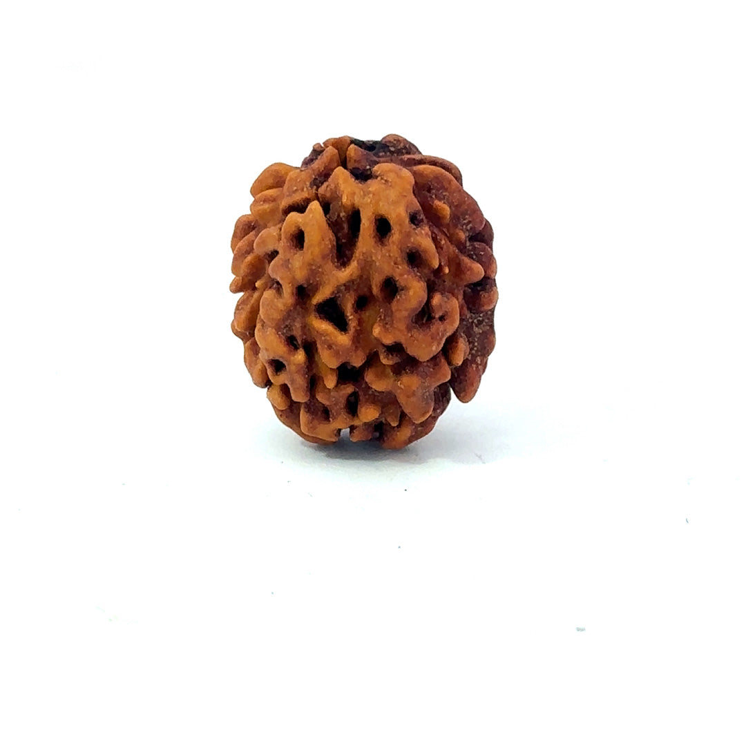 2 Mukhi Rudraksha (Gauri–Shankar Swaroop)