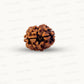2 Mukhi Rudraksha (Gauri–Shankar Swaroop)