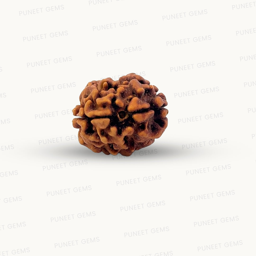 2 Mukhi Rudraksha (Gauri–Shankar Swaroop)
