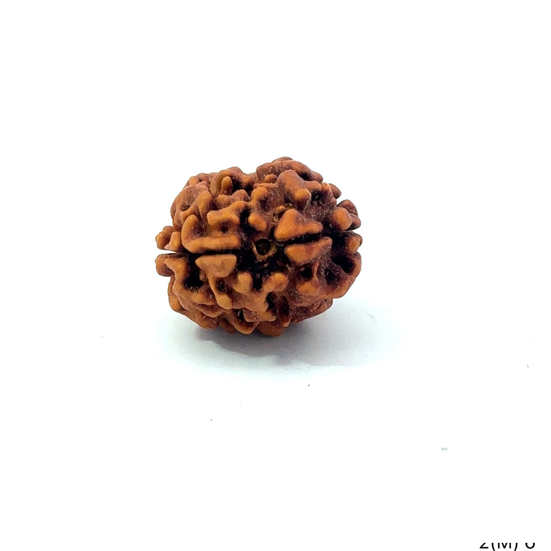 2 Mukhi Rudraksha (Gauri–Shankar Swaroop)