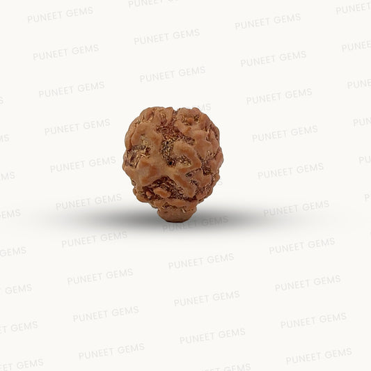 2 Mukhi Nepali Rudraksha (Authentic Nepal Origin)