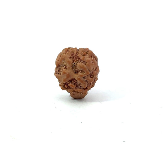 2 Mukhi Nepali Rudraksha (Authentic Nepal Origin)