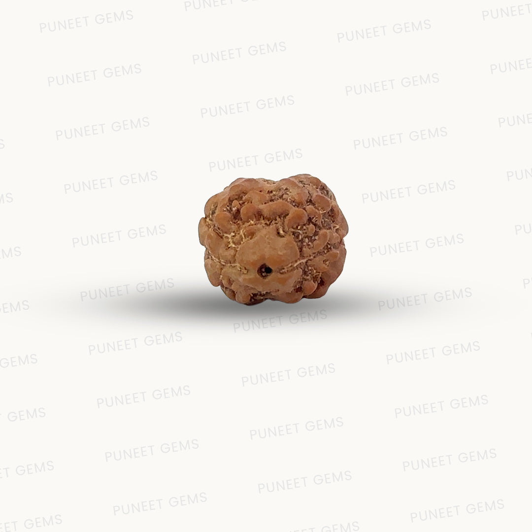 2 Mukhi Nepali Rudraksha (Authentic Nepal Origin)