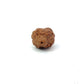 2 Mukhi Nepali Rudraksha (Authentic Nepal Origin)