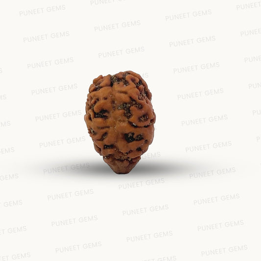 2 Mukhi Nepali Rudraksha (Authentic Nepal Origin)
