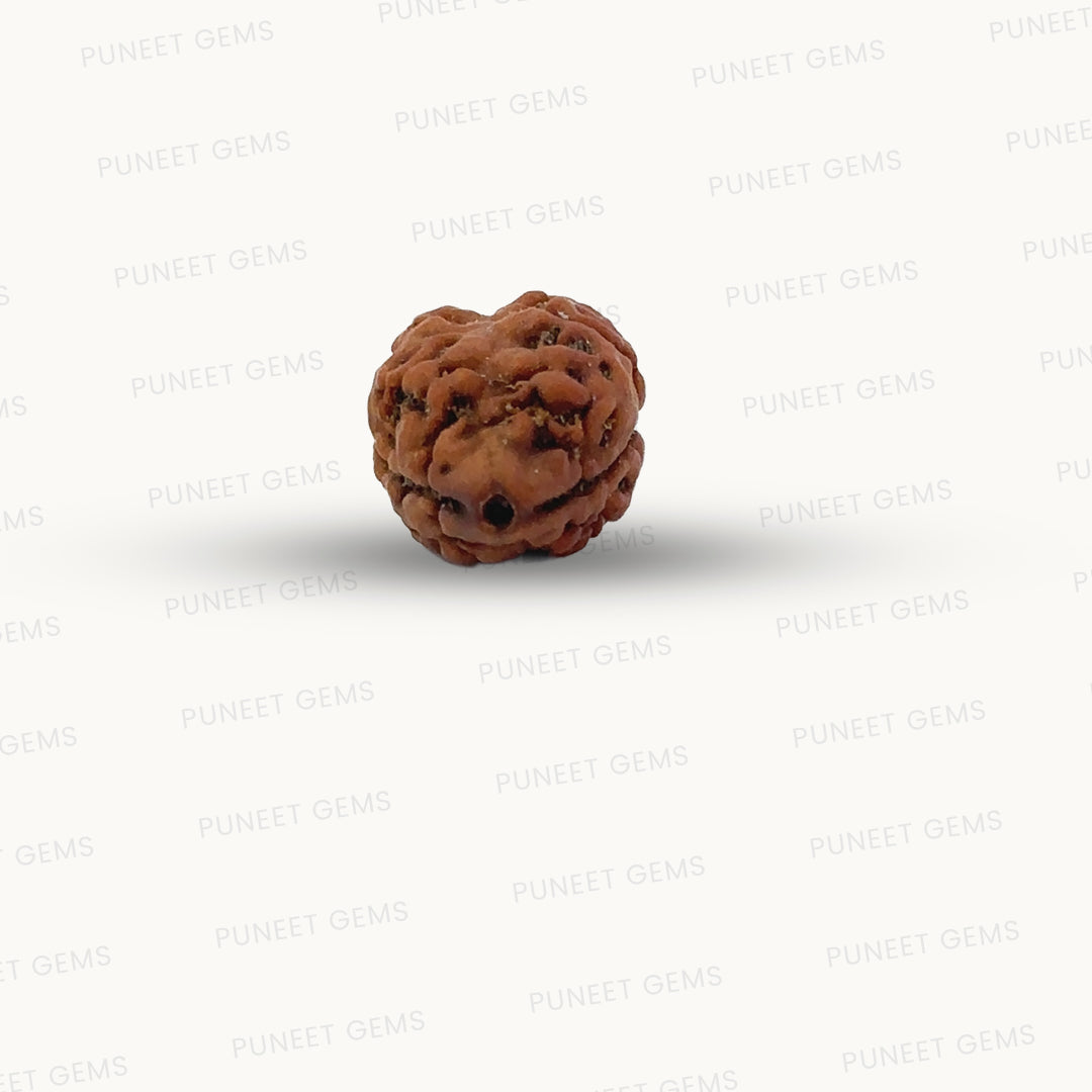 2 Mukhi Nepali Rudraksha (Authentic Nepal Origin)