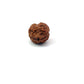 2 Mukhi Nepali Rudraksha (Authentic Nepal Origin)