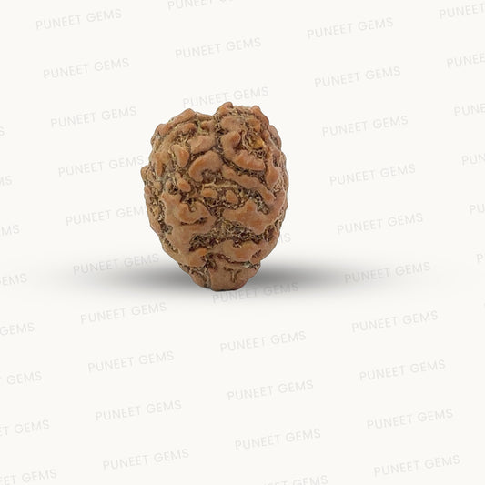 2 Mukhi Nepali Rudraksha (Authentic Nepal Origin)