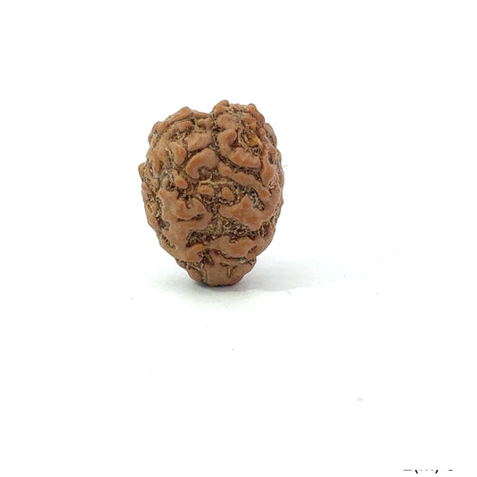 2 Mukhi Nepali Rudraksha (Authentic Nepal Origin)