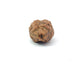 2 Mukhi Nepali Rudraksha (Authentic Nepal Origin)