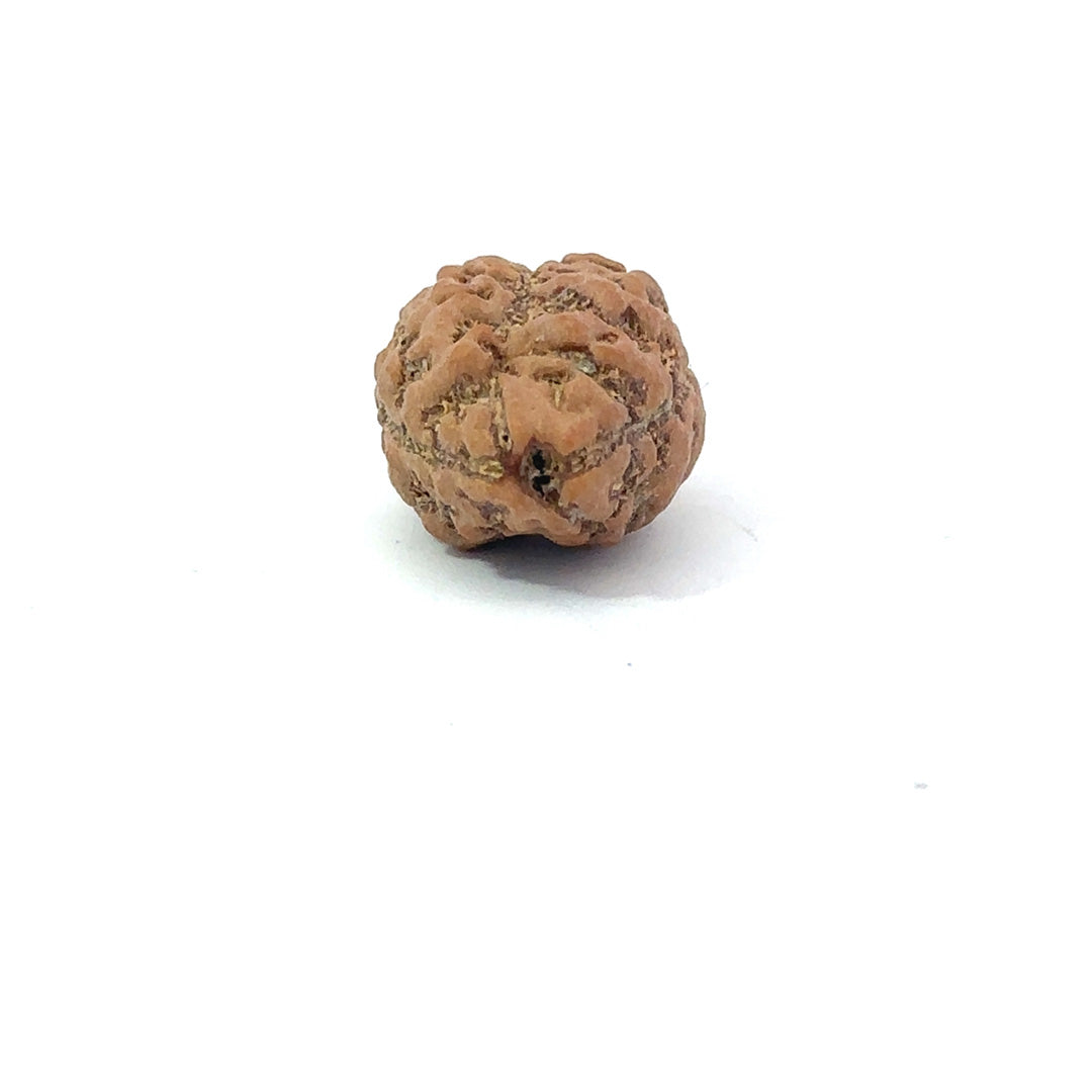 2 Mukhi Nepali Rudraksha (Authentic Nepal Origin)