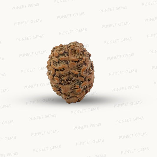 2 Mukhi Nepali Rudraksha (Authentic Nepal Origin)