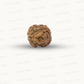 2 Mukhi Nepali Rudraksha (Authentic Nepal Origin)
