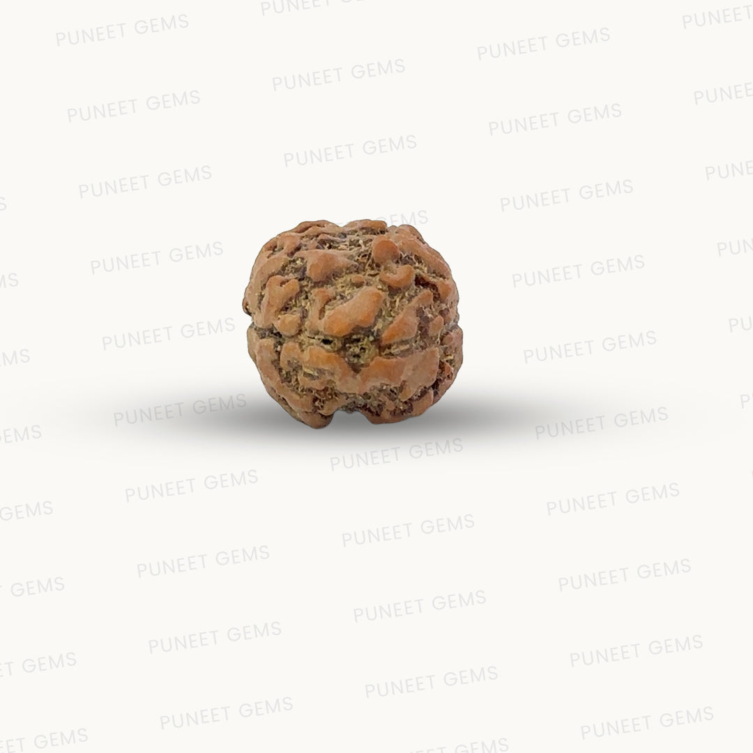 2 Mukhi Nepali Rudraksha (Authentic Nepal Origin)