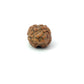 2 Mukhi Nepali Rudraksha (Authentic Nepal Origin)