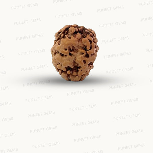 2 Mukhi Nepali Rudraksha (Authentic Nepal Origin)