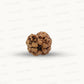 2 Mukhi Nepali Rudraksha (Authentic Nepal Origin)