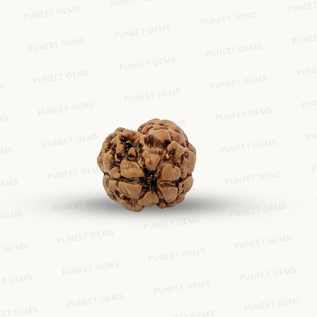 2 Mukhi Nepali Rudraksha (Authentic Nepal Origin)