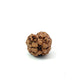 2 Mukhi Nepali Rudraksha (Authentic Nepal Origin)
